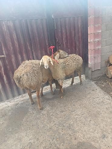 4 5мм: Сатам | Ургаачы кой (ургаачы) | Арашан, Аргын | Көбөйтүү үчүн | Токту, Асыл тукумдуу — 6