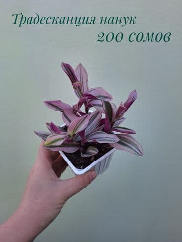 зеленое постельное белье: ● Комнатные растения (укоренённые черенки, молодые растения, взрослые — 36