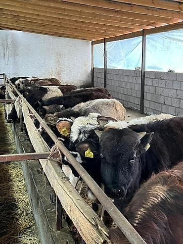 А/ч жаныбарларын сатам: Сатам | Бука (эркек) — 3