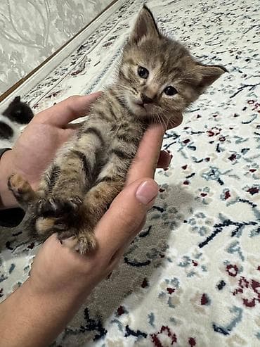 одежда для котов: Котята, домашнее выращивание. - Окрас: один черно-белый (маска на — 4