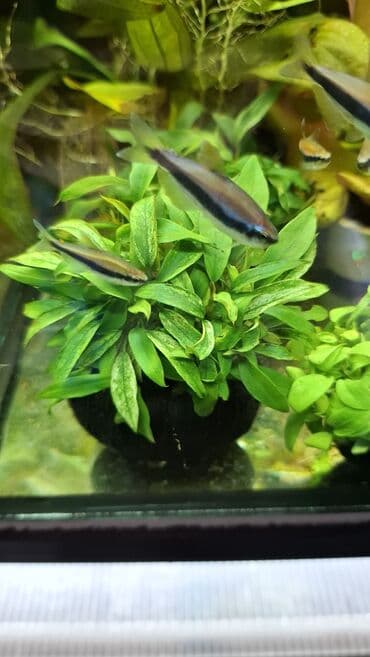 Линолеум: Аквариумные растения — живые, выращенные в воде Предлагаются — 10