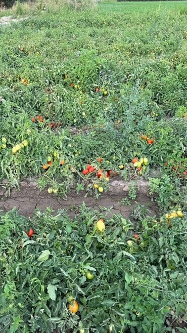 цветы бишкек оптом: Помидоры Красные — 3