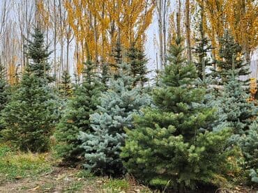 садовый стол: Продаются хвойные и лиственные деревья🌲🌳 - Голубая ель от 0,8-5м - — 7