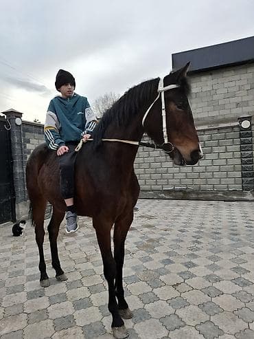 кунажын сатылат: Сатам | Бээ (ургаачы) | Англиялык — 9