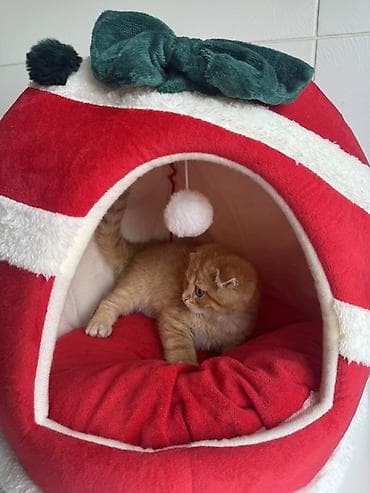 Продажа кошек: Шотландский вислоухий котёнок (Scottish Fold) - Окрас: рыжий табби с — 4