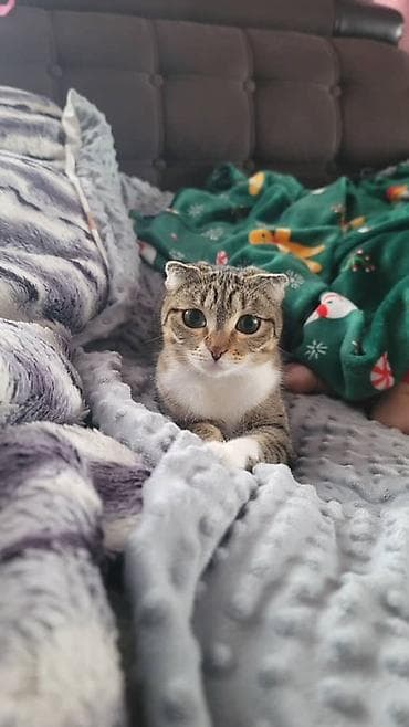 Отдам даром кошку: Пристраиваются 2 кошки в хорошие руки с дальнейшим отслеживаением — 4