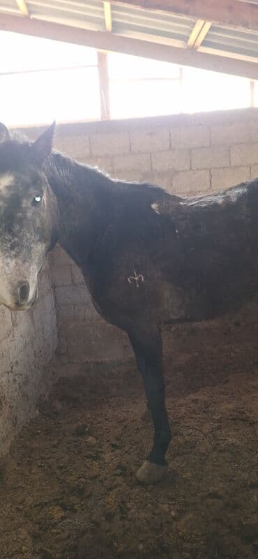 дог собака: Продаю | Конь (самец) | Рабочий — 3