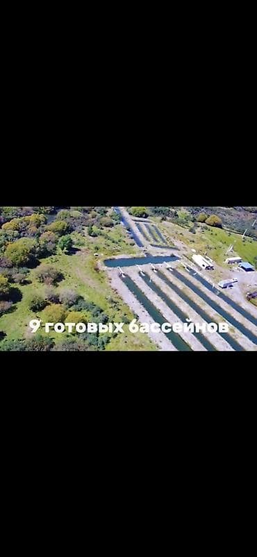 маловодное кыргызстан: Рыбное хозяйство, 500 соток, Действующий — 3