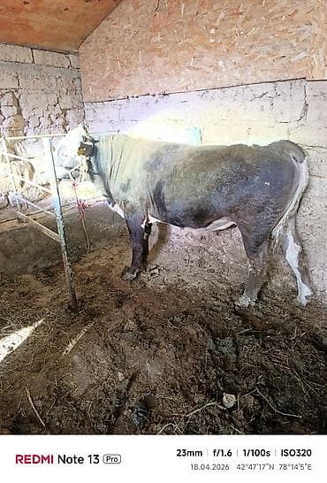 крематорий для животных бишкек: Продаю | Бык (самец) | На откорм | Осеменитель — 2