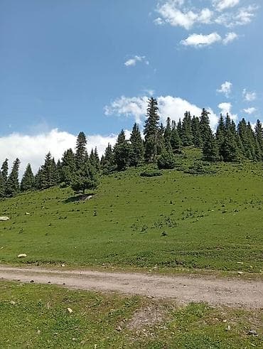 ысык куле: 45 соток, Курулуш, Кызыл китеп, Сатып алуу-сатуу келишими — 1