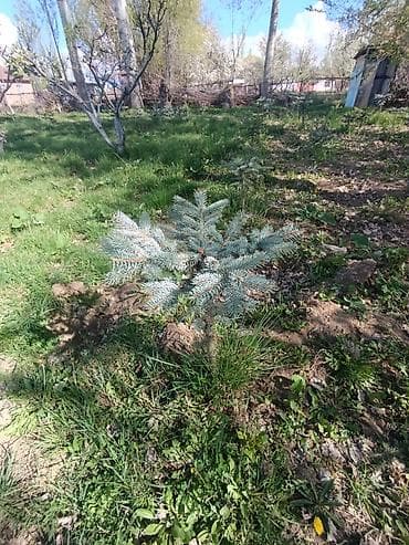 Ель голубая (Picea pungens ‘Glauca’) — декоративные саженцы. Голубая at lalafo.kg Ель голубая (Picea pungens ‘Glauca’) — декоративные саженцы. Голубая
