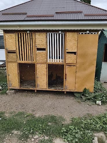 Продаю | Куры