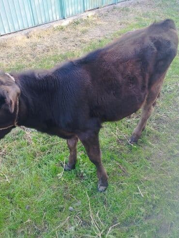 купить рабочую охотничью собаку: Продаю | Музоо, торпок — 1