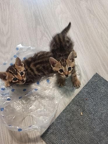 тигровые котята: Леопардовые Котята от мамы-бенгалки. Помись! Котятам 1 месяц. Родились — 5