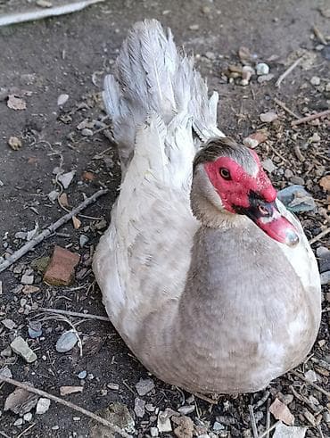 инд: Мускусные утки (индоутки), окрас - серебро,с красной маской у клюва — 1