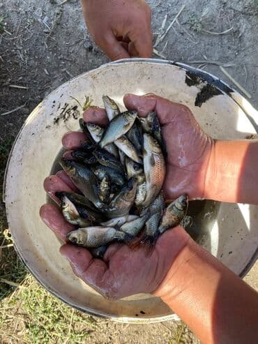 купить аквариумных рыбок в бишкеке: Большинство карп — 1