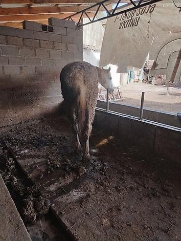 кунан ат: Продаю | Кобыла (самка) | Рабочий — 3