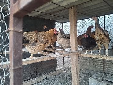 куры карлик: Продаю | Куры | Домашняя | Несушки — 1