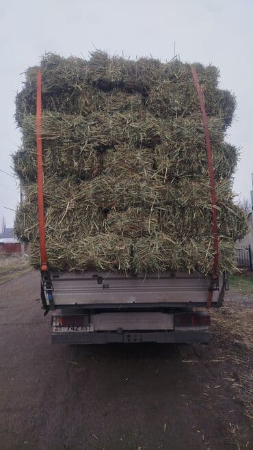 фарель живой: Майда камыш сатылат 270 сом доставка мн — 1