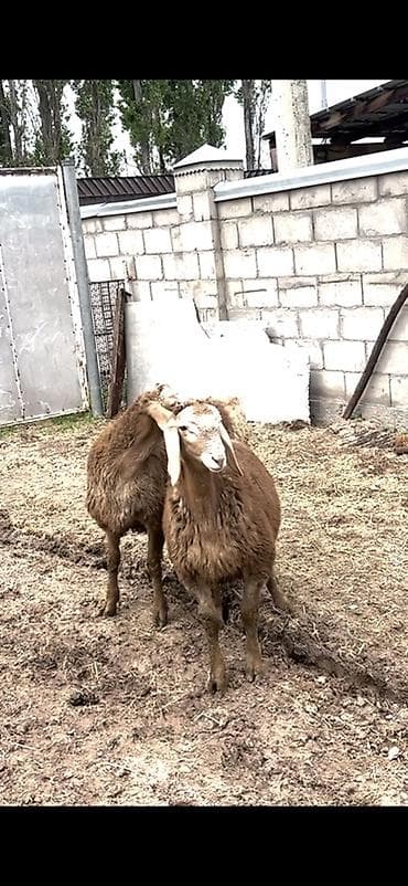 птица фабрика: Продаю | Овца (самка), Ягненок, Баран (самец) | Гиссарская, Арашан | Для разведения | Племенные, Осеменитель — 1