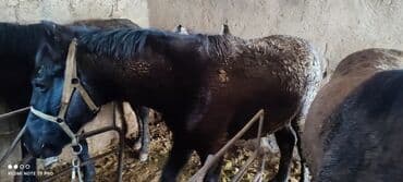 в связи с переездом отдам попугая жако в добрые руки: Продаю | Жеребец | Для разведения — 8