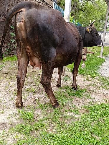 белые кролики: Продаю | Корова (самка) — 3