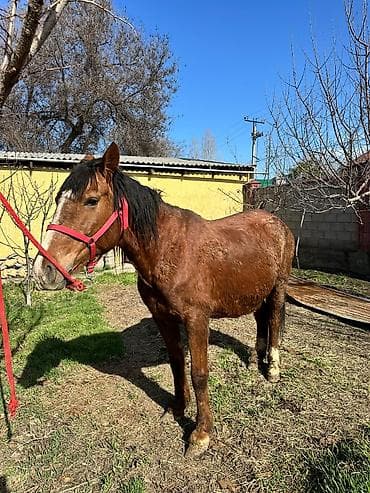 сколько стоит жеребёнок: Продаю | Кобыла (самка) | Рабочий — 2