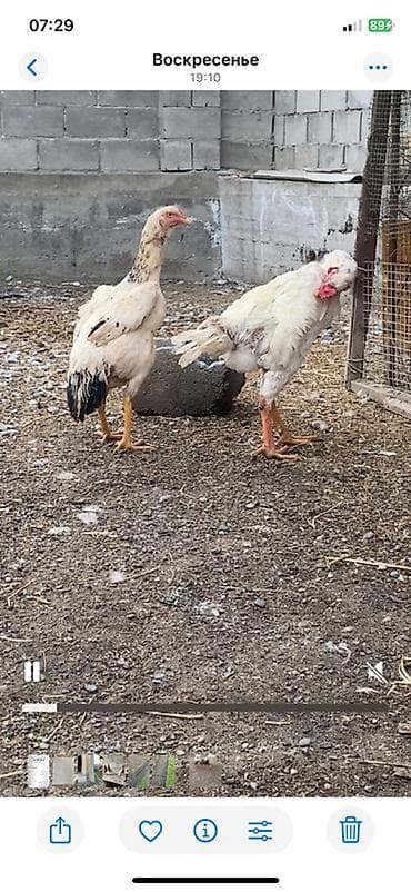 Продаю | Петух | Бойцовая | Для разведения — 3