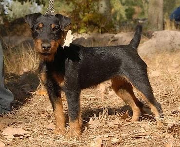 Продажа собак: 9 месяцев, Самка, С прививкой, С родословной — 1