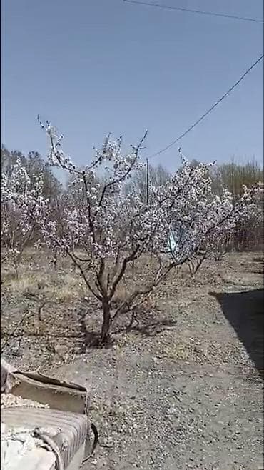 Недвижимость: 100 соток, Для сельского хозяйства — 4