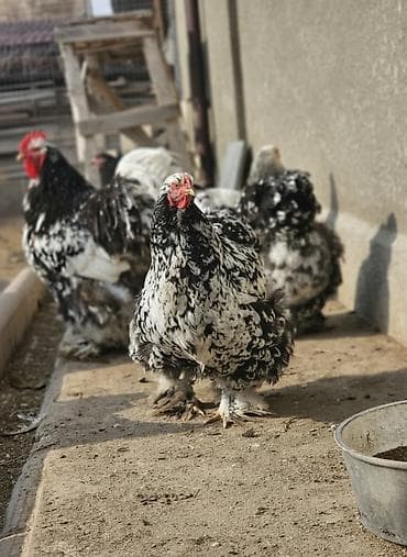 Продаю | Инкубационные яйца | Кохинхин | Для разведения