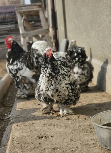 вислоухие котята бишкек цена: Продаю | Куры, Петух | Кохинхин | Для разведения — 1