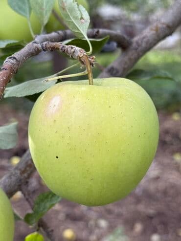 теплицу купить: Алмалар — 5