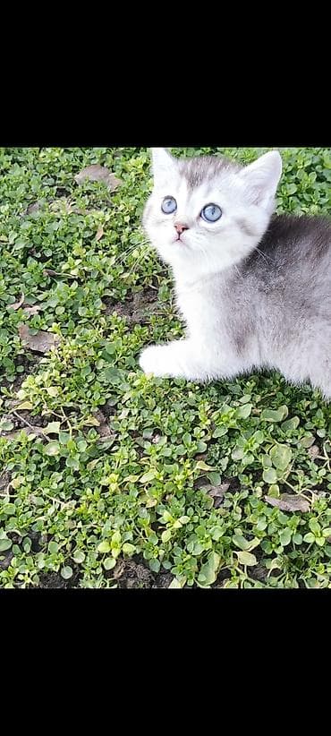 котята сибирской кошки: Скотиш Страйт (Шотландская прямоухая), 1 месяц, Девочка, Серебристая шиншилла, Приучена к лотку, Проглистована — 2