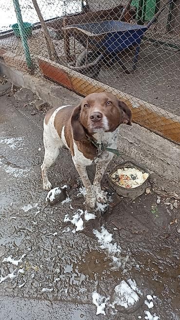 Продажа собак: Отдам в добрые руки кобеля породы курцхаар, для охоты не предназначен — 2