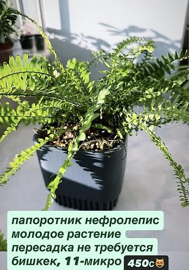 фикус али: Жонокой болмо гулдору Фикус акча гулу кактус папоротник жб — 1