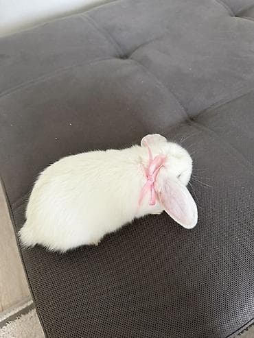 Декоративные кролики: Декоративный кролик 
Девочка 
1.5 месяца 
Привитая 
Ручная — 3