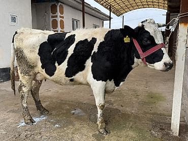 сүт багытындагы уй: Сатам | Уй (ургаачы) | Аргын | Сүт алуу үчүн — 4