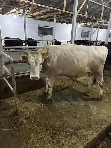 Айыл-чарба жаныбарлары: Сатам | Бука (эркек), Музоо | Аргын | Бордоп семиртүү үчүн, Союуга, Көбөйтүү үчүн | Байланган — 2