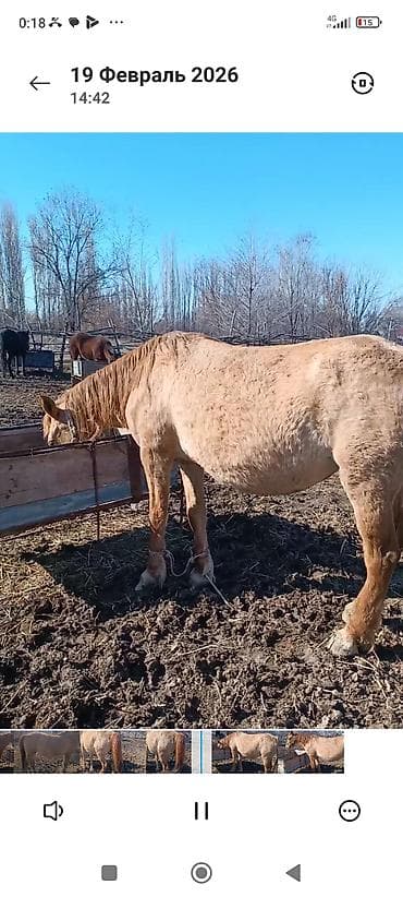 продаю баран сокулук: Сатам | Жылкы (эркек) | Аргын | Жумушка | Мерин — 1