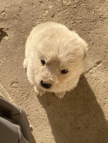 Вязка собак: Алабай, 1 месяц, Самец — 2