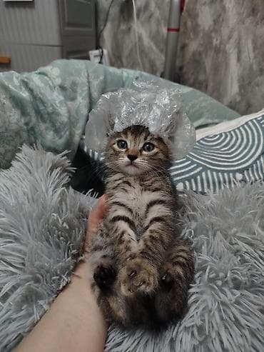 котятки: Кошка даром: Беспородная, Мальчик — 4