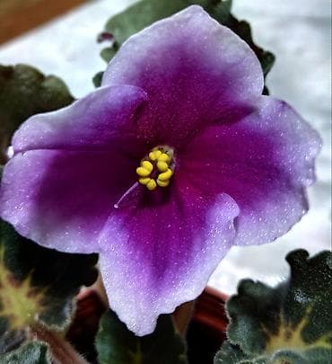 мир растений: В продаже детки,, стартеры, взрослые сортовые фиалки🌺🌺🌺, От 100 сом — 5