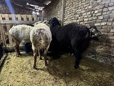 перепелки несушки: Продаю | Баран (самец) | Для разведения | Матка — 4