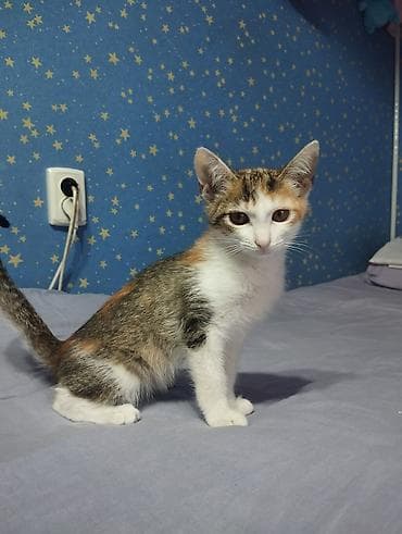 метис сибирской кошки: Отдаем котят в добрые руки — 6