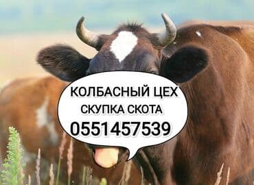 где можно купить собаку хаски: Сатып алам | Жылкылар, аттар, Уйлар, букалар, Башка а/ч жаныбарлары | Өзү алып кетүү, Союлган, Күнү-түнү — 1