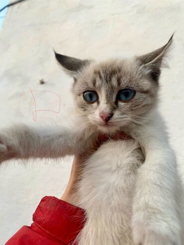 шиншилла британская кошка цена: Отдам в ОЧЕНЬ добрые руки котят невероятной красоты! Находятся в — 8
