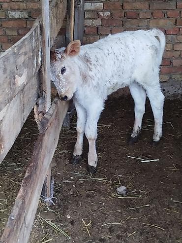 ош ишкаван: Сатам | Музоо | Бордоп семиртүү үчүн — 1