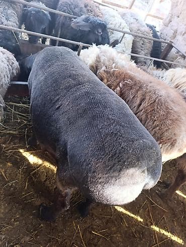 А\ч жаныбралары үчүн товарлар жана шаймандар: Сатам | Ургаачы кой (ургаачы) | Көбөйтүү үчүн | Ургаачы — 2