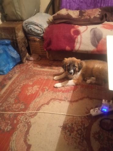 овчарка щенки: Собака даром: Сенбернар, 3 месяца, Самка, С прививкой — 2